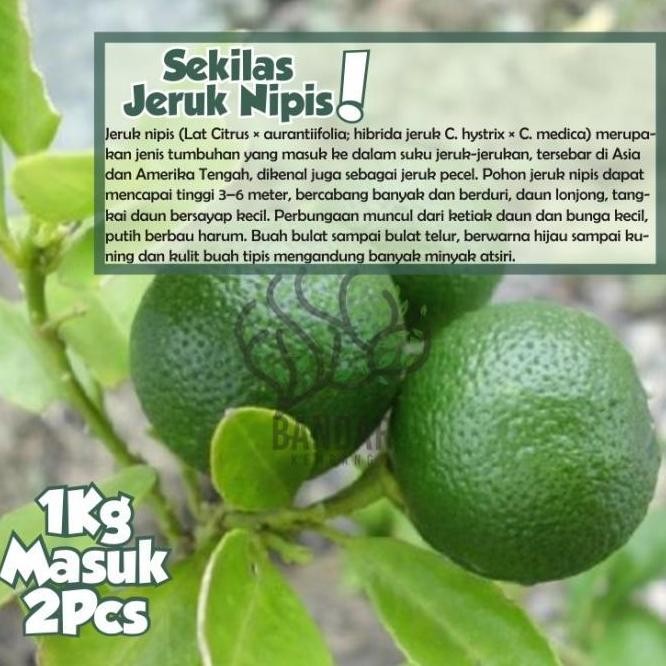 

Terlaris Bibit Buah Jeruk Nipis Tanaman Hias Sudah Berbuah Laris
