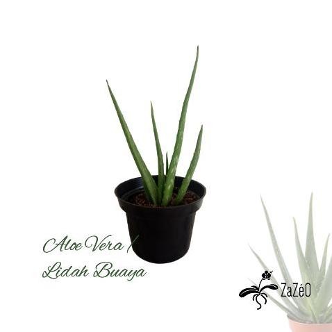

Terlaris Bibit Tanaman Lidah Buaya / Aloe Vera