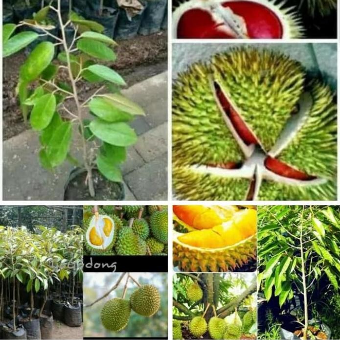 

Terlaris Paket Murah!! Bibit Pohon Durian 3Pohon