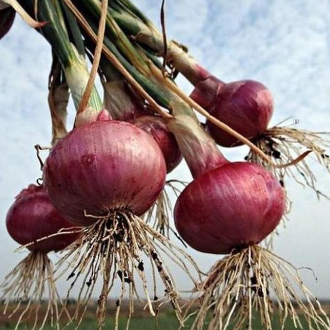 

Terlaris Benih Bawang Merah Lokananta Cap Panah Merah - Bibit Tanaman Sayur