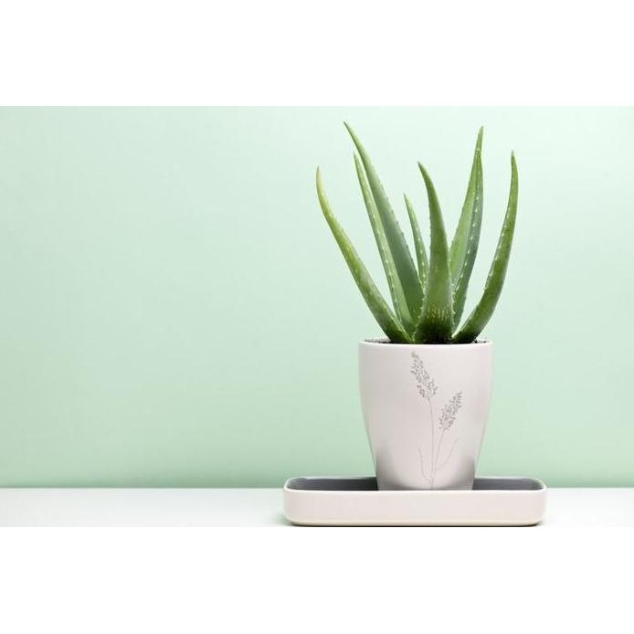 

Terlaris Bibit Tanaman Lidah Buaya Aloevera