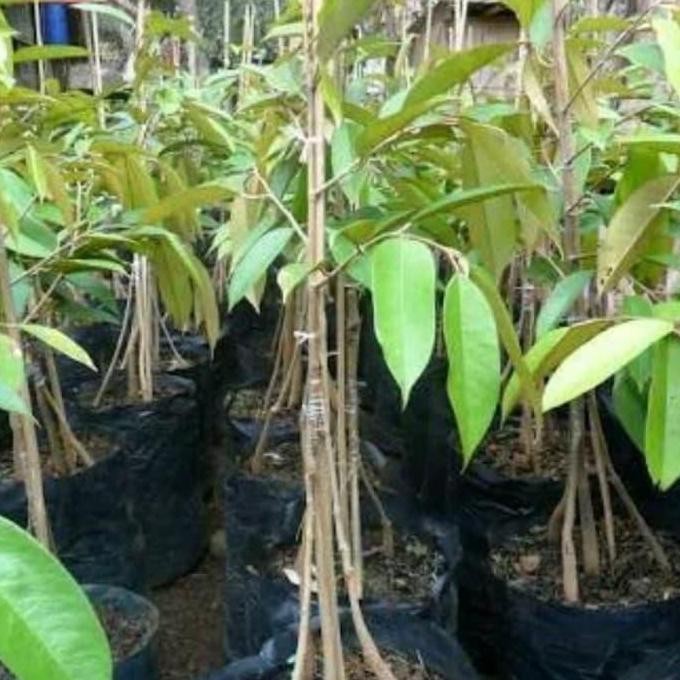

Terlaris Bibit Durian Simas Kaki Tiga