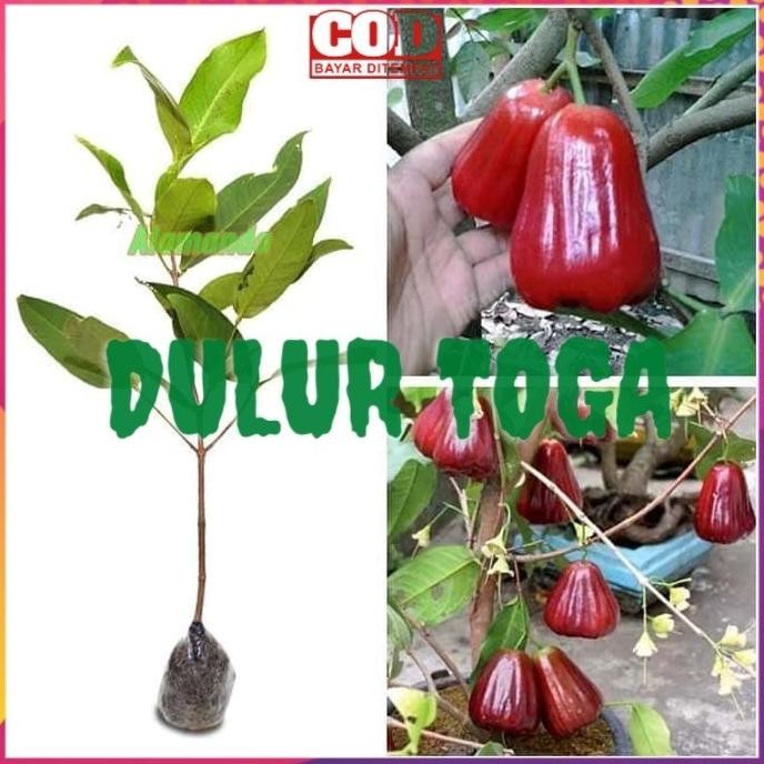 

Terlaris Baru Datang Obral Bibit Tanaman Buah Buahan Jambu Air Kusuma Merah A