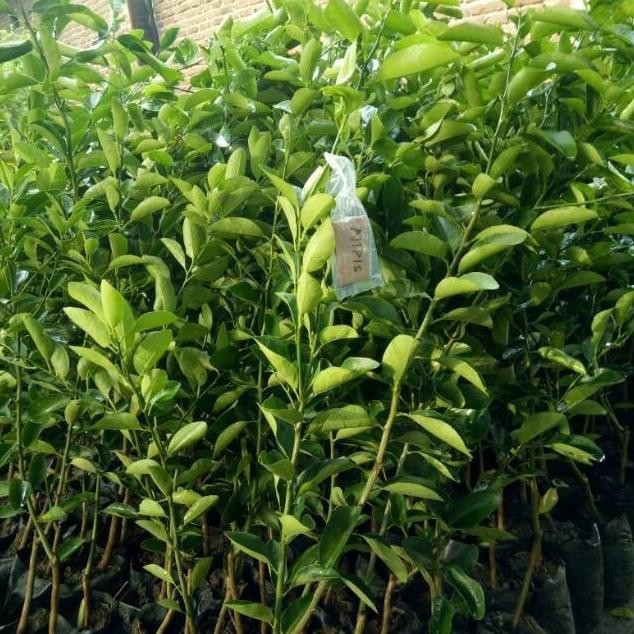 

Terlaris Pohon Obral Bibit Tanaman Buah Jeruk Nipis Jumbo Non Biji Cepat Auu