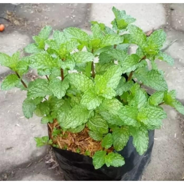 

Terlaris Paket 5 Tanaman Herbal Daun Mint Bibit Tanaman Herbal Daun Mint Wangi