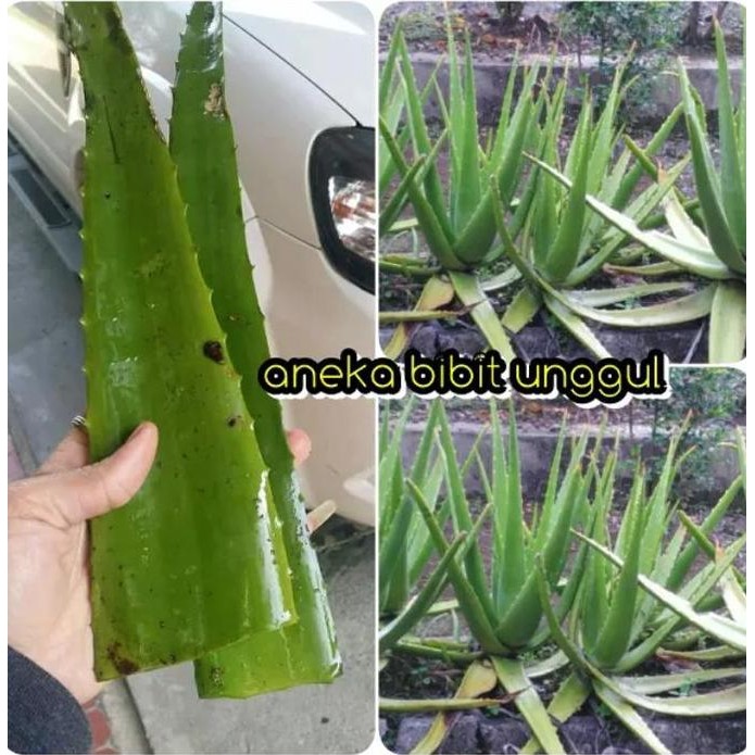 

Terlaris Bibit Lidah Buaya Unggul