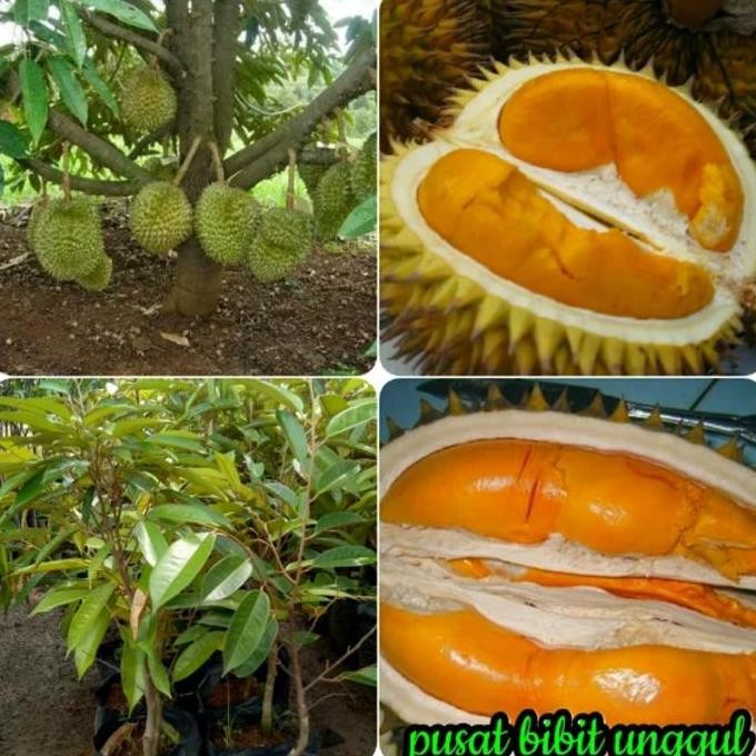 

Terlaris Bibit Buah Durian Tembaga Super Unggul