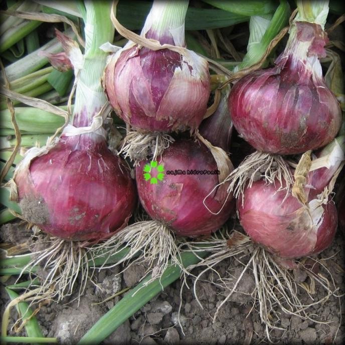 

Terlaris 25 Benih/Bibit Bawang Lokananta Repacking (Panah Merah)