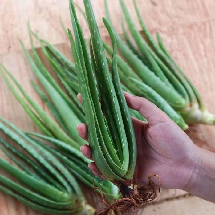 

Terlaris Bibit Lidah Buaya Jumbo - Ukuran 15-20Cm