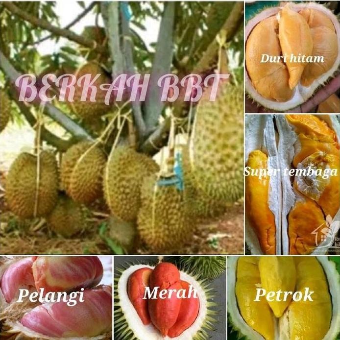 

Terlaris Benih/Bibit Buah Durian Macam" Jenis