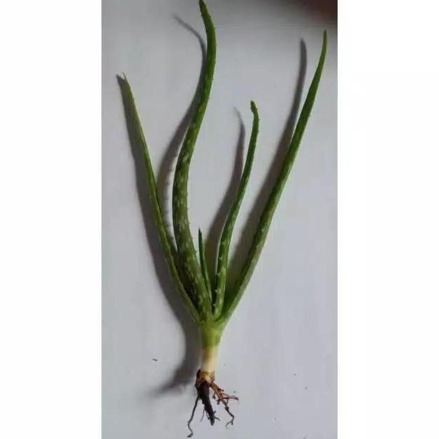

Terlaris Bibit Lidah Buaya Jumbo Ukuran Kecil