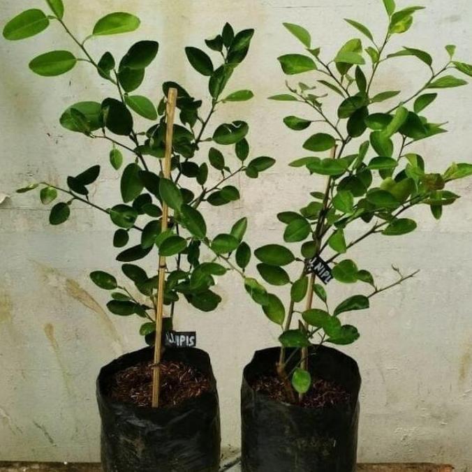 

Terlaris Bibit Jeruk Nipis Super / Tanaman Jeruk Nipis Laris