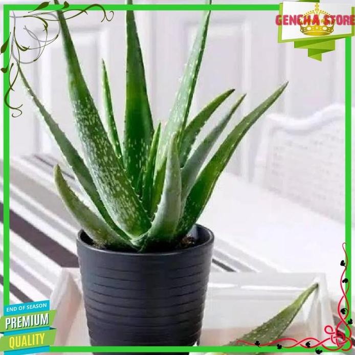

Terlaris Bibit Lidah Buaya 5Cm - 55Cm Terawat Packing Aman