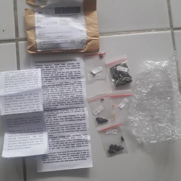 

Terlaris Xz1- Bibit / Benih Herb Rosemary Herbal Wangi Dan Harum Isi 10 Biji
