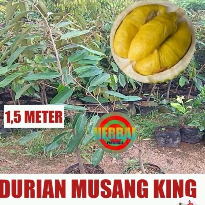 

Terlaris Bibit Durian Musangking Super Okulasi // Musang King 1,5 Meter