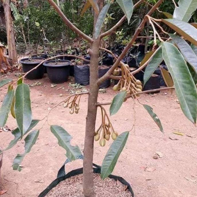 

Terlaris Diskon Bibit Durian Musang King Asli Tinggi 1 Meter Cepat Berbuah Ready Stock