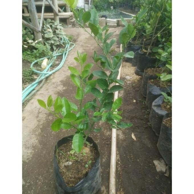 

Terlaris Bibit Tanaman Pohon Jeruk Nipis Gepgku 1819Oi