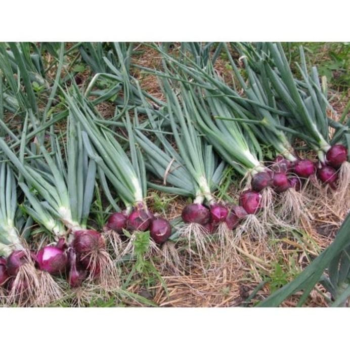 

Terlaris [Cod] Benih/Bibit Bawang Merah Red Burgundy (Haira Seed) Gutpwi 8315Or