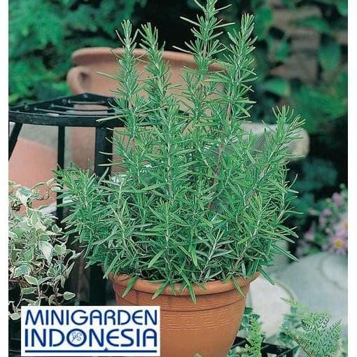 

Terlaris 2 Biji Benih Herbal Rosemary F1 Bibit Tanaman Obat Sayur Sayuran Herb
