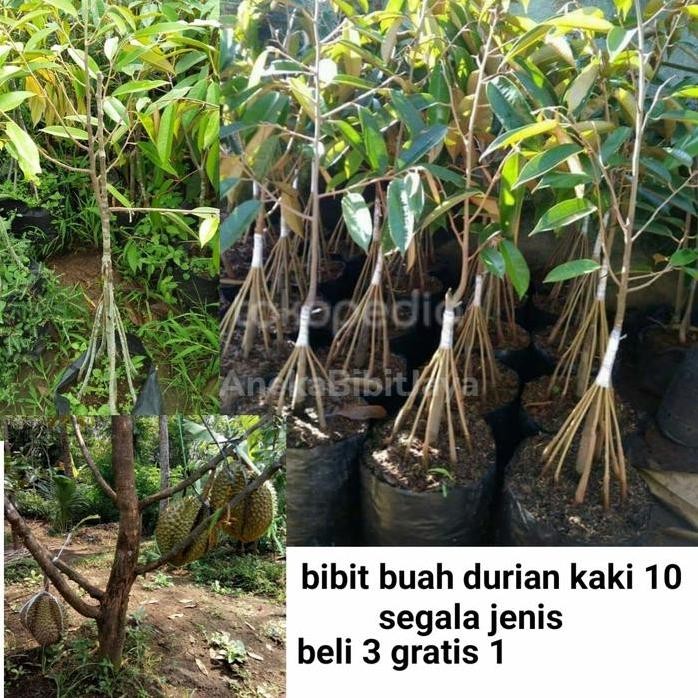 

Terlaris Bibit Buah Durian Duri Hitam Kaki 10 Okulasi Cepat Berbuah 1-1,5 Meter