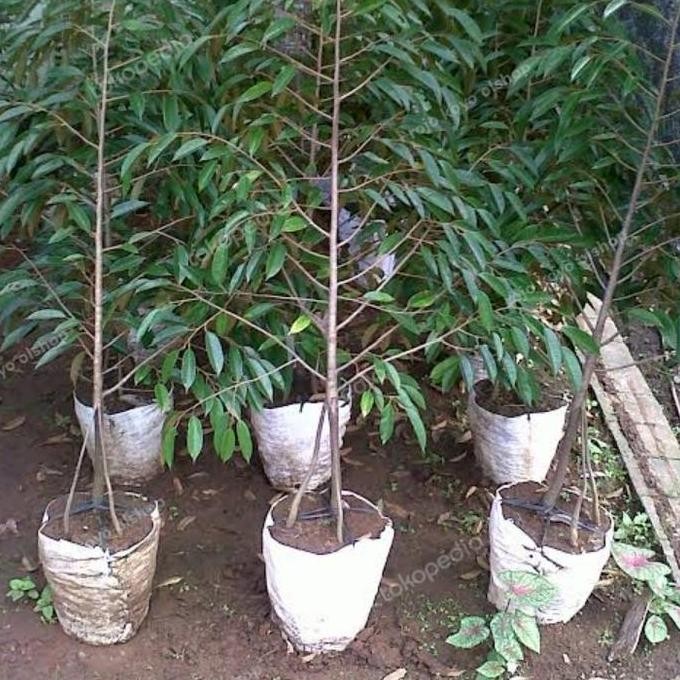 

Terlaris Bibit Kaki 3 Durian Gundul Unik Dan Langka Khas Ntt Okulasi Tinggi80Cm