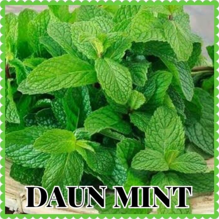 

Terlaris Benih Daun Mint/Bibit Daun Mint