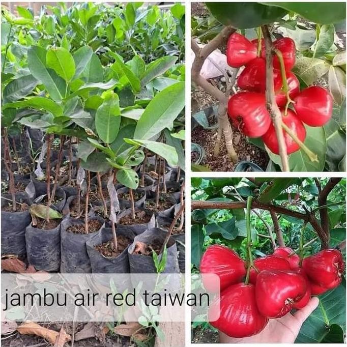 

Terlaris Bibit Jambu Air Red Taiwan Okulasi Cepat Berbuah Murah