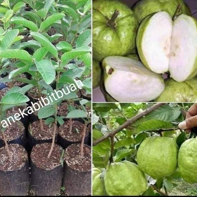 

Terlaris Bibit Jambu Biji Kristal Bangkok Unggul (Termurah)