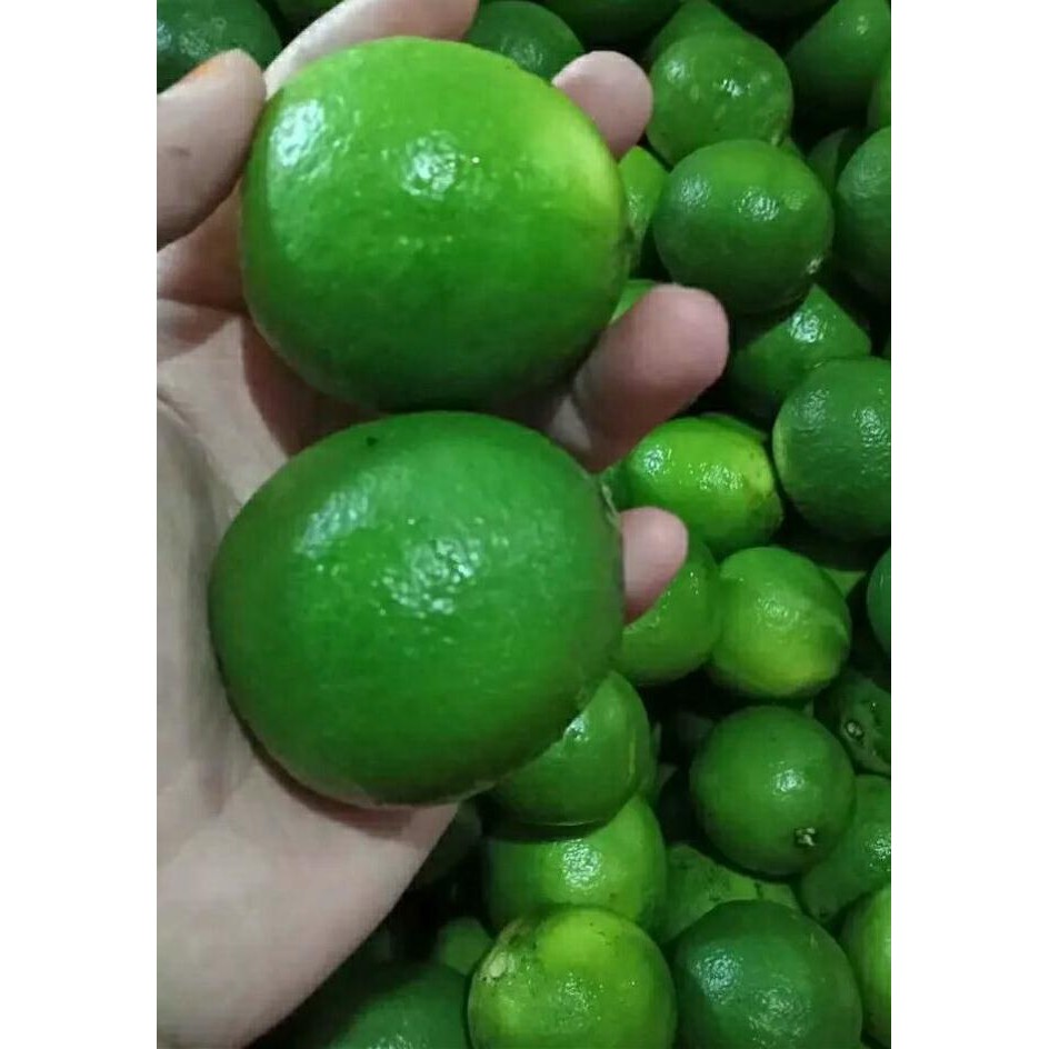 

Terlaris 3Pcs Bibit Jeruk Nipis Super Unggul [Produk Terbaik] [Terpercaya]