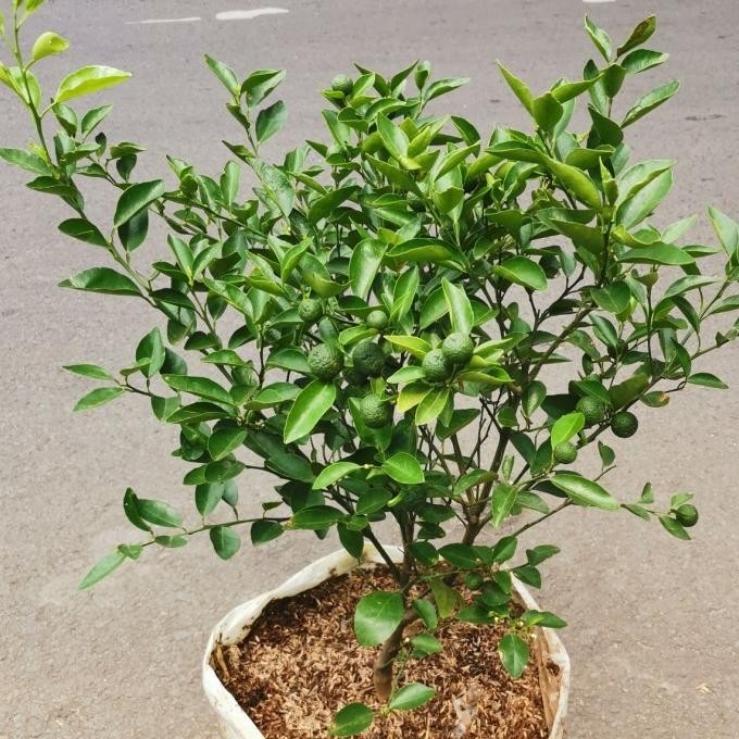 

Terlaris Ipm -180 Bibit Pohon Jeruk Nipis Berbuah, Tanaman Jeruk Nipis Kampung