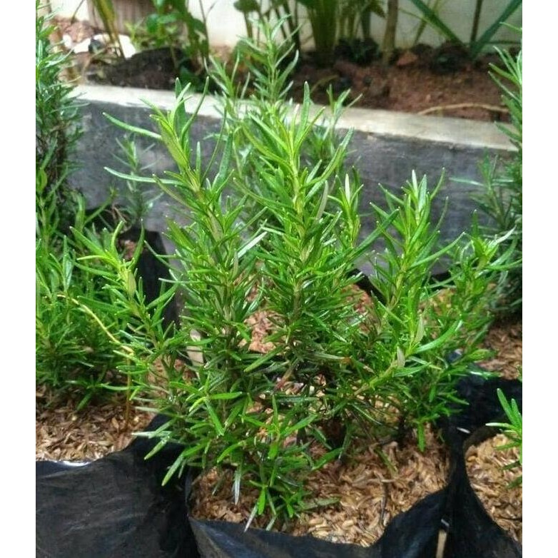 

Terlaris Bibit / Tanaman Rosemary / Obat Herbal / Bumbu Masakkan