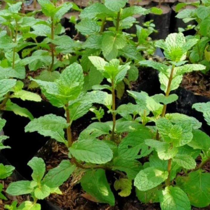 

Terlaris Bibit Tanaman Daun Mint Herbal Kwalitas Terbaik