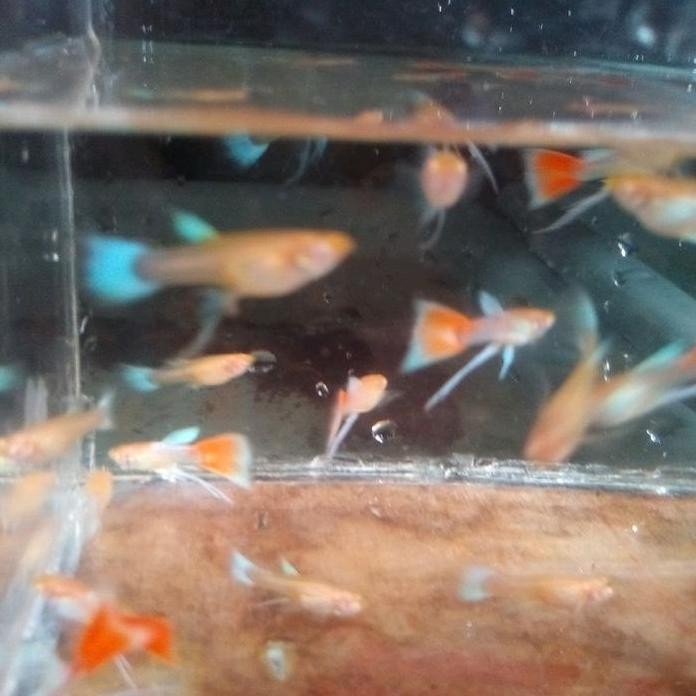 Terlaris Hiasan Aquarium Guppy Sky Red