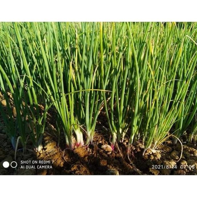 

Terlaris ' 10 Gr Benih Bawang Merah Lokananta Bibit Brambang Cap Panah Merah'