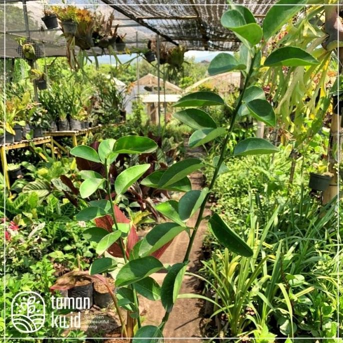 

Terlaris Paling Laris!! Bibit Tanaman Jeruk Pecel Jeruk Nipis Murah