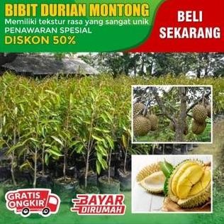 

Terlaris Bibit Durian Monthong Super