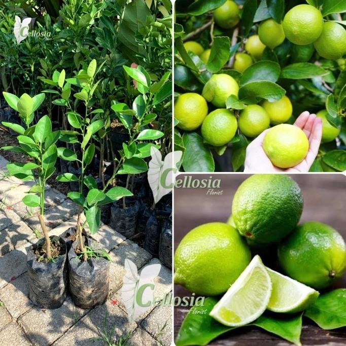 

Terlaris Bibit Tanaman Buah Jeruk Nipis Bumbu / Jeruk Pecel Okulasi Full