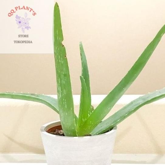 

Terlaris Tanaman Hias Indoor Mini Lidah Buaya Bibit Tanaman Hias Aloe Vera