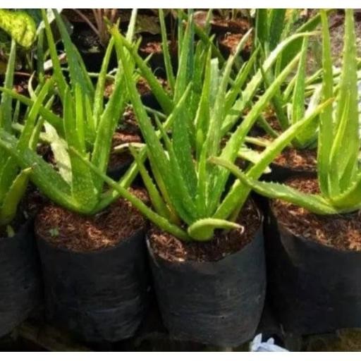 

Terlaris Bibit Tanaman Herbal Lidah Buaya Unggul