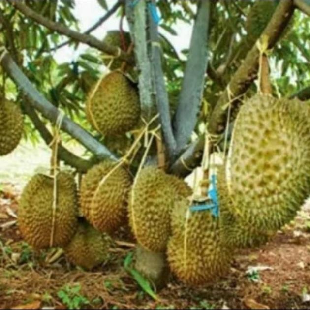 

Terlaris Bibit Durian Montong Okulasi