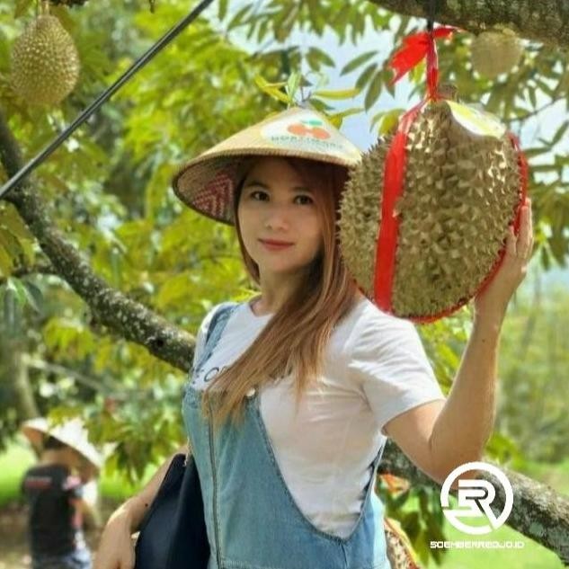 

Terlaris Bibit Durian Montong Super