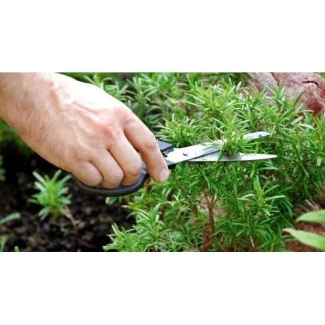 

Terlaris Benih-Bibit Herba Rosemary (Haira Seed)