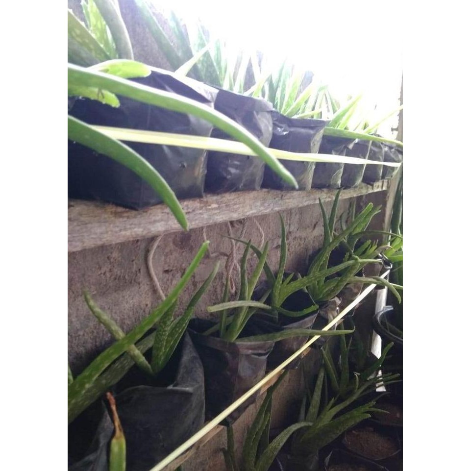 

Terlaris Bibit Tanaman Lidah Buaya + Aloervera +Ukuran 15 - 20 Cm (Sedang)
