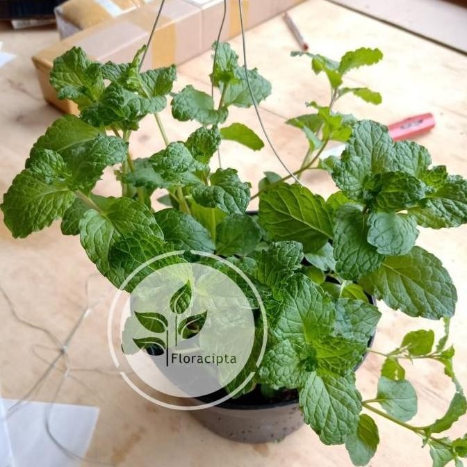 

Terlaris Ankn Bibit Tanaman Daun Mint / Daun Spearmint (Mentha)