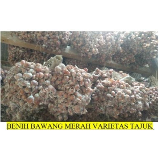 

Terlaris Termurah Bibit Bawang Merah Siap Ta - Varietas Tajuk (5Kg) Ready Stock