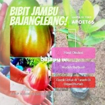 

Terlaris Bibit Jambu Bajang Leang