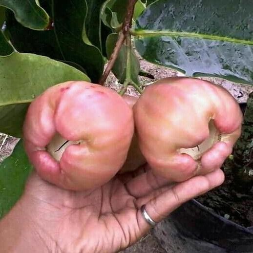 

Terlaris Bibit Jambu Bajang Leang Super