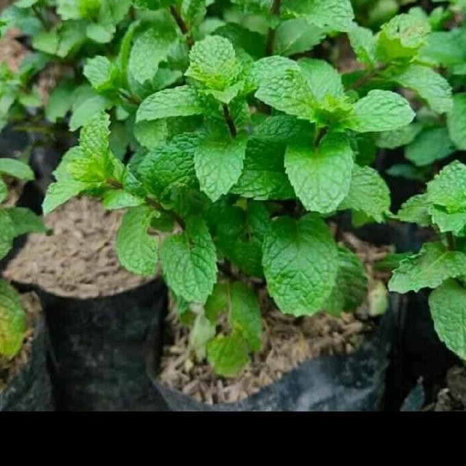 

Terlaris Bibit Tanaman Daun Mint Rimbun Pohon Herbal