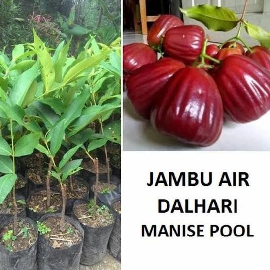 

Terlaris Pohon Jambu Air Dalhari Bibit Pohon Jambu Dalhari Cccc
