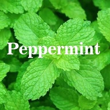 

Terlaris Bibit Biji Benih Herbal Daun Mint Peppermint Aroma Mentol